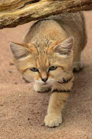 Sand Cat Felis Margarita Sand Cat Wild Cat Species Small Wild Cats