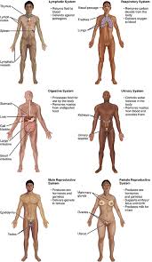 Your skin is the largest organ on your body. 1 2 Structural Organization Of The Human Body Anatomy Physiology