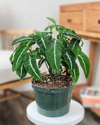 Image result for Syngonanthus wahlbergii