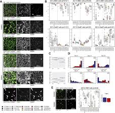 View credits, reviews, tracks and shop for the 2005 cd release of rick & renner e você. Atypical Neurogenesis In Induced Pluripotent Stem Cells From Autistic Individuals Biological Psychiatry