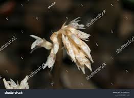 Image result for Epipogium roseum