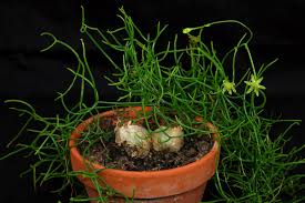 Image result for Bowiea volubilis