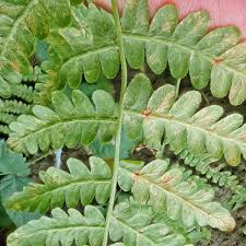Image result for Pteridium