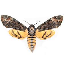 491,894 ratings, 4.21 average rating, 6,565 reviews. Bicbugs Acherontia Styx Silence Of The Lambs Death S Head Moth Thailand