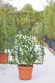 We did not find results for: Star Jasmine Frame