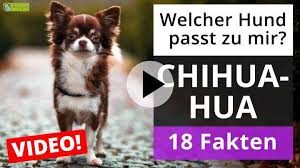 The aztecs adored chihuahua dogs. Chihuahua