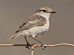 Sonido de la tarabilla canaria. Kanarenschmatzer Ebird