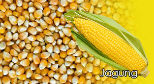 Maybe you would like to learn more about one of these? Jagung Untuk Pakan Burung Merpati Hias Taugitu Com