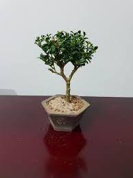 You will find this plant often used to make topiaries and its showy. Japanese Holly Mini Bonsai Tree Gardening Plants On Carousell