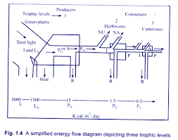 2 Models Of Flow Of Energy In An Ecosystem With Diagram