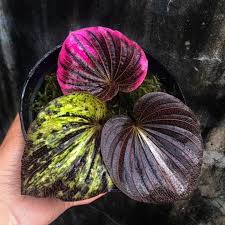 Image result for Nervilia