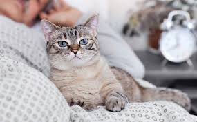 Maybe you would like to learn more about one of these? Por Que Mi Gato Duerme Conmigo Advance