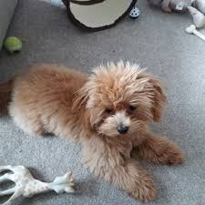Our Beautiful Maltipoo 9 Months Old Maltipoo Puppies Cavapoo