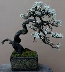 Resultado de imagen para CUIDADO DE BONSAI