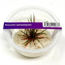 Image result for Eriocaulon transvaalicum