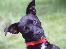 Miniature pinscher and chihuahua mix dogs are happy, fast learners, and compact in size. Chihuahua Pinscher Mix Jabba Rude Zuhause Gefunden Tierschutzverein Arca E V Happy Ends Archiv Von Zergportal De