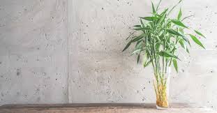 6 Plantes Qui Attirent Les Energies Positives Selon Le Feng Shui Planter Bambou Plantes Feng Shui Deco Plantes