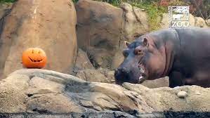 Video Integree Cincinnati Zoo Fiona The Hippo Hippo