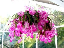 That bloom can extend well into may depending on the conditions your plant is growing in. Zygo Pink Holiday Cactus Easter Cactus Christmas Cactus
