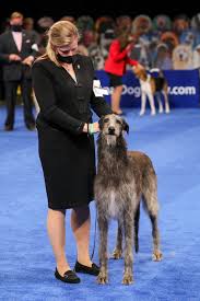 There are more than 200 breeds, including new addition azawakh, that will be on display at madison square garden. National Dog Show 2020 Scottish Deerhound Wins Best In Show