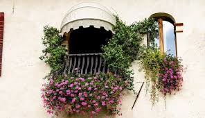 Ecco tutte le risposte di pianta dai profumatissimi fiori bianchi in spighe. Piante Profumate In Balcone