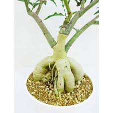 Image result for Adenia repanda