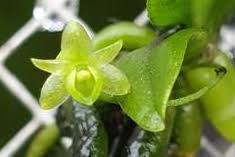 Image result for Angraecum sacciferum