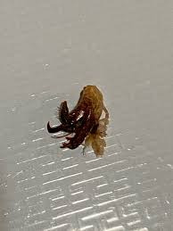 Learn how to get rid of crab spider infestations. Bed Bug Eddie In My Tank They Took My Thumb Charlie Pope Of Greenwich Village Reef2reef Saltwater And Reef Aquarium Forum