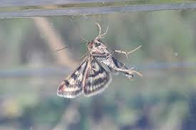 Image result for Pyrausta ostrinalis
