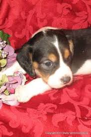 We are a small hobby kennel located in southwest washington, just north of portland, oregon. Beagle Puppies For Sale In Hillsboro Oregon Classified Americanlisted Com