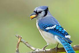 Featured Birds Blue Jays Blue Jays Birds Blue Jay
