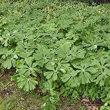 Image result for Podophyllum  peltatum