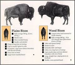 Wood Bison Vs Plains Bison American Bison Buffalo Animal Bison