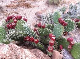 I eat the western prickly pear cactus like a pear and feel like a million dollars afterwards. Prickly Pear Cactus Aka Opuntia Species Backyard Forager