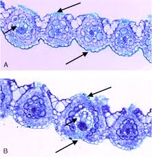 Image result for Eragrostis nindensis