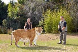 The Biggest Cat You Ve Ever Seen The Liger Giant Animals Animals Big Cats