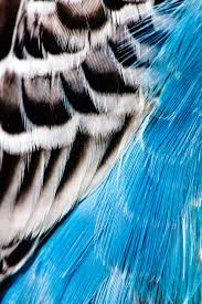 New users enjoy 60% off. Exquisite Photos Of Bird Feathers From Around The World Time