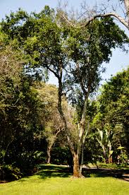 Image result for Apodytes