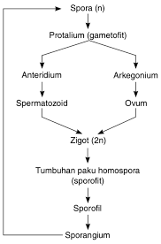 Karena tumbuhan ini memiliki akar, batang, daun sejati dan menghasilkan spora. Buatlah Skema Daur Hidup Tumbuhan Paku Homospora Mas Dayat