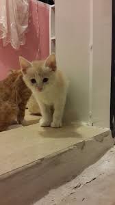 Ansey Photo Home Sari Seker Yavru Kediler Kedi Kedi Evi