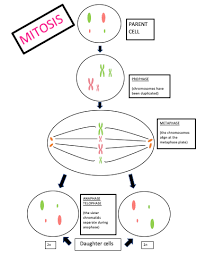 We did not find results for: Draw A Cell With Four Chromosomes At The End Of Mitosis Study Com