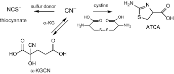Laetrile is not approved for use in the united states. Acute Health Risks Related To The Presence Of Cyanogenic Glycosides In Raw Apricot Kernels And Products Derived From Raw Apricot Kernels 2016 Efsa Journal Wiley Online Library