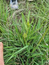 Image result for Xysmalobium