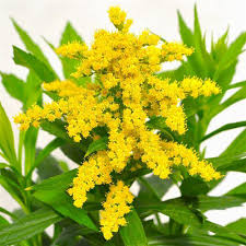 Image result for Solidago