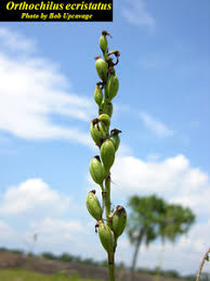 Image result for Orthochilus