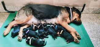 Every puppy is formally tested at 49 days of. Rottweiler Puppies For Sale In Delhi