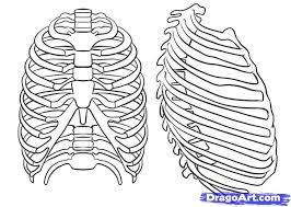 Ribs i by alisons11605 on deviantart. How To Draw A Rib Cage Step By Step Anatomy People Free Online Drawing Tutorial Added By Dawn July 19 2010 1 Rib Cage Drawing Rib Cage Anatomy Drawings
