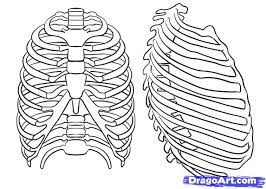 Use a wavy line to enclose the elongated shape of the body of the sternum. How To Draw A Rib Cage Step By Step Anatomy People Free Online Drawing Tutorial Added By Dawn July 19 2010 1 Rib Cage Drawing Rib Cage Anatomy Rib Cage