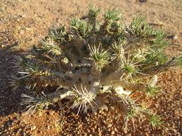 Image result for Euphorbia zambesiana