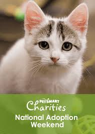 How much would a baby kitten cost if i went to petsmart? Join Furkids At Petsmart Charities National Adoption Weekend February 22 24 Furkids Georgia S Animal Rescue No Kill Shelter